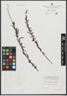 Foto von Salix purpurea L. x Salix viminalis L.